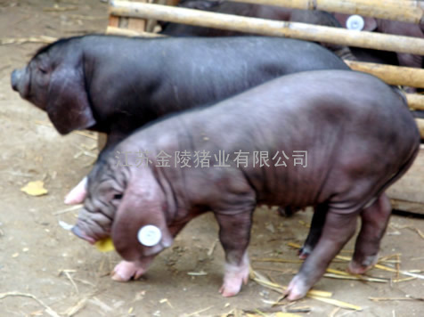 原种太湖母猪太湖种公猪提供养殖技术资料