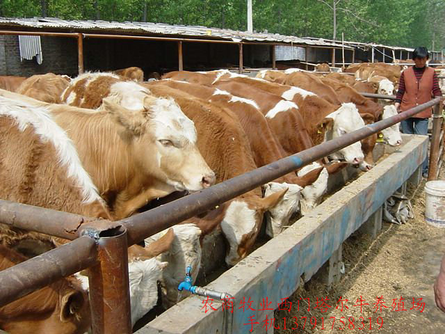 亳州肉牛养殖场，阜阳肉牛养殖场，淮北肉牛养殖场