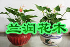 杭州【蓝润园艺】植物租赁,植物出租,花卉租赁,花卉租摆,租植物,租花卉,植物公司