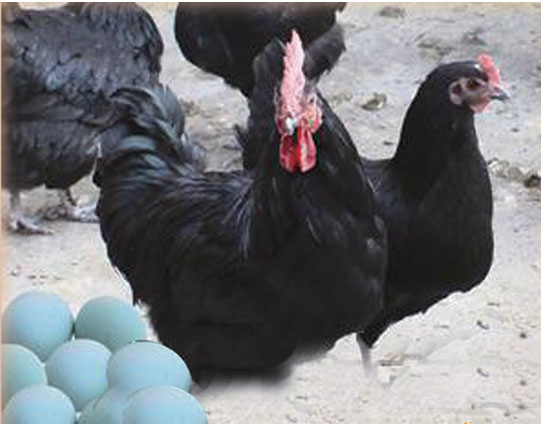 长期大量批发出售绿壳蛋鸡苗！