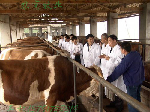 永州养牛场那里有肉牛养殖场　祁阳那里有肉牛养殖场　蓝山那里有肉牛养殖场