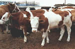 2010最新肉牛饲养技术-----牛