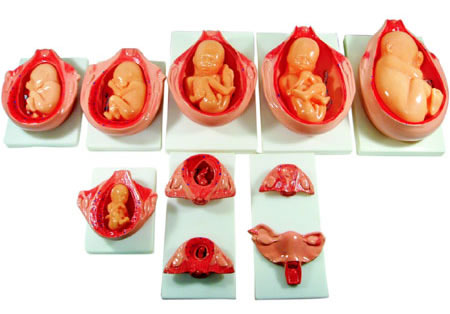 胎儿妊娠发育过程
