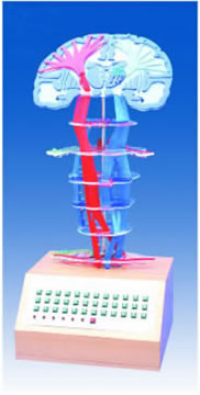 中枢神经传导电动模型