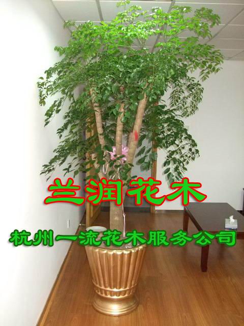 杭州植物租赁公司-植物出租-杭州植物出租-租赁花卉