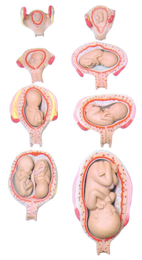 人体胚胎发育过程模型