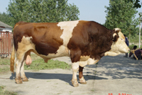 最大的西门塔尔牛养殖基地，供应西门塔尔牛肉牛犊2010