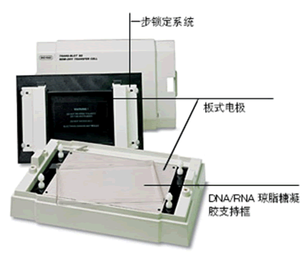 伯乐转印仪/bio-rad Trans-Blot SD半干转印槽