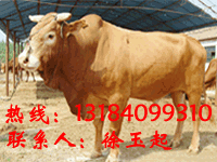 西门塔尔牛犊价格中国最大的肉牛犊养殖场西门塔尔牛价格