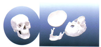 三部分头颅骨模型