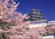 南宁出发到日本本州赏樱之旅8日游