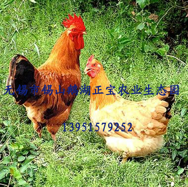 绿壳蛋鸡（土鸡种、商品、苗）江苏无锡