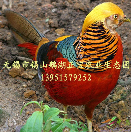 红腹锦鸡（种、商品、苗）江苏无锡