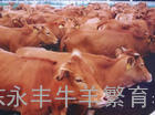 肉牛养殖技术/怎样养殖肉牛/如何养殖肉牛