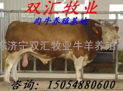 供应西门塔尔牛种牛肉牛牛犊