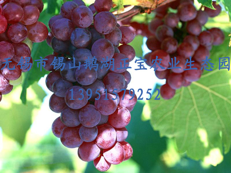 葡萄采摘(江苏无锡)多个品种