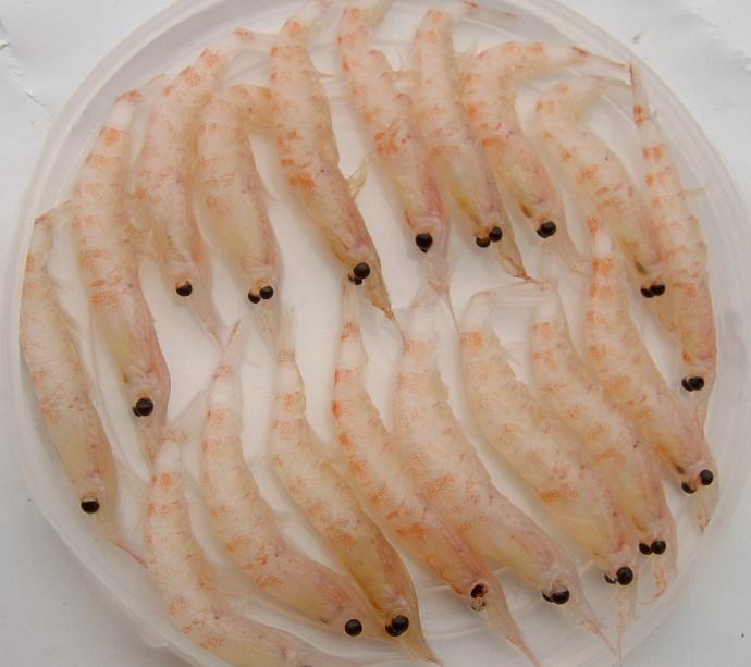 南极磷虾 南极虾