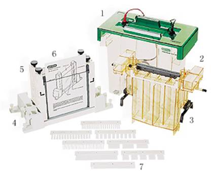美国伯乐bio-rad大型垂直电泳槽 PROTEAN II xi 和XL 垂直电泳槽