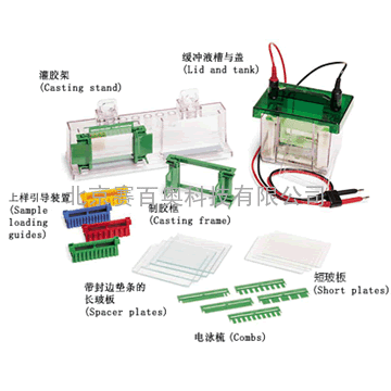 美国伯乐Mini-PROTEAN 3 小型垂直电泳槽