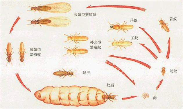 白蚁防治公司，东莞白蚁防治公司，东莞灭白蚁、东莞白蚁预防、东莞杀虫、白蚁灭治、除虫灭鼠、四害消杀、臭