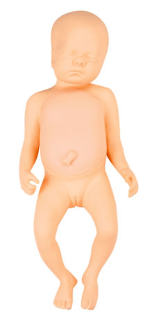 高级足月胎儿模型