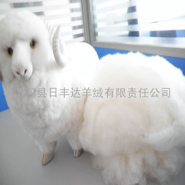 供应白中白羊毛、绵羊毛、绵羊绒(pashmina)