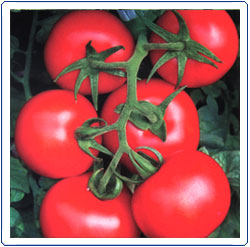 蔬菜种子|番茄种子-国萃王冠