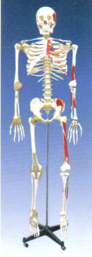 人体骨骼附关节韧带和肌肉起止着色模型