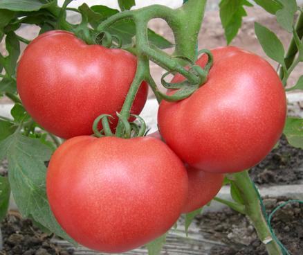 蔬菜种子|番茄种子-中粉8号