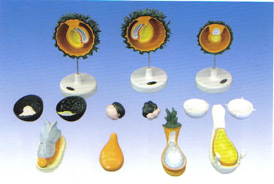 人胚受精、卵裂和胚泡形成过程模型