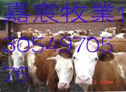 肉牛养殖|肉牛价格|肉牛养殖技术-嘉宸大型肉牛养殖基地