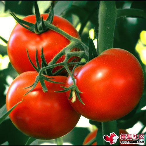 蔬菜种子番茄种子-金红硕