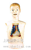 高级鼻胃管与气管护理模型---上海益联