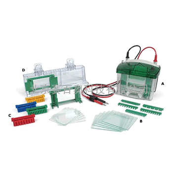 小型垂直电泳槽（Bio-rad Mini-PROTEAN Tetra Electrophoresis