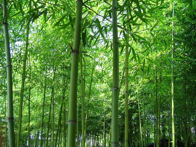 楠竹,竹杆，山竹，竹片，竹尾，青杆，烤杆，毛蒿，菜架竹，杉木