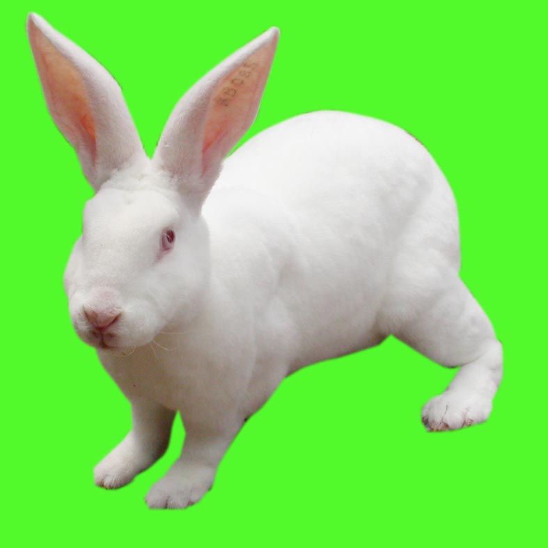 獭兔，獭兔品种，獭兔价格，獭兔养殖场，獭兔养殖技术
