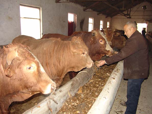 常年出售改良肉牛 *养牛基地 *鲁源养牛基地养羊场肉羊小尾寒羊波尔山羊杜泊绵羊怀胎羊*