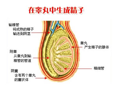 疝气种类有哪些