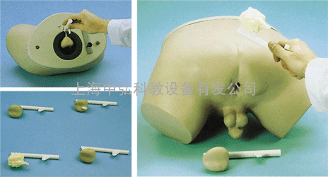 前列腺检查模型，前列腺模型
