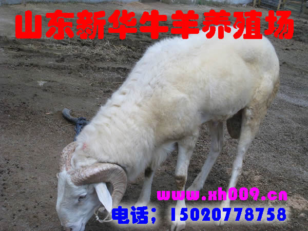 小尾寒羊/小尾寒羊价格/小尾寒羊养殖技术