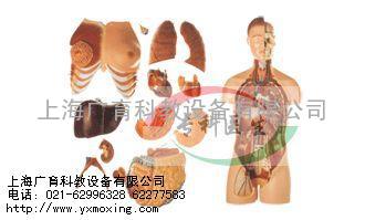 两性互换躯干模型85cm（上海广育科教设备有限公司）