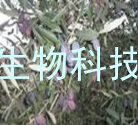 橄榄苦甙