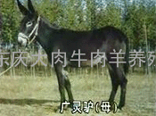 供应改良三粉驴 乌头驴