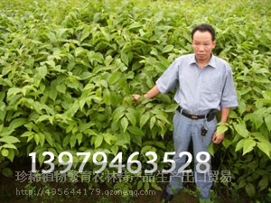 山核桃苗木高1-1.5米10万株
