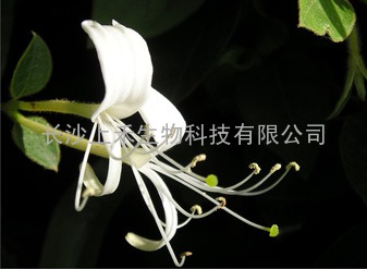 供应金银花提取物-绿原酸