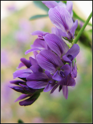 西安原生紫花苜蓿提取物