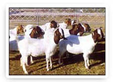 双鸭山肉羊养殖场