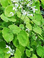 淫羊藿提取物 Epimedium extract