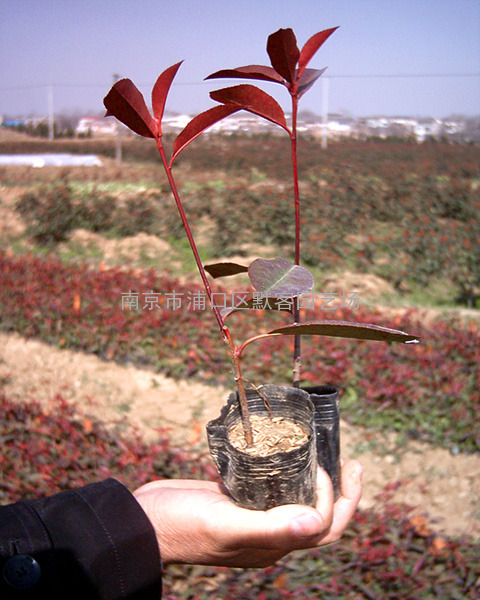 红叶石楠容器小苗价格，红叶石楠容器小苗的价格