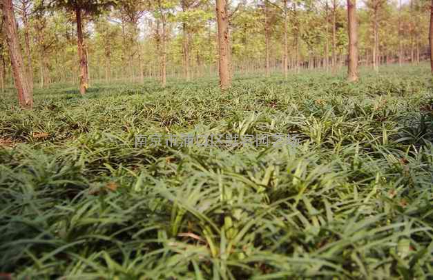 麦冬草价格，大叶麦冬草价格，小叶麦冬草价格